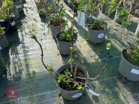 1 HYDRANGEA 'ADRIA' - 4