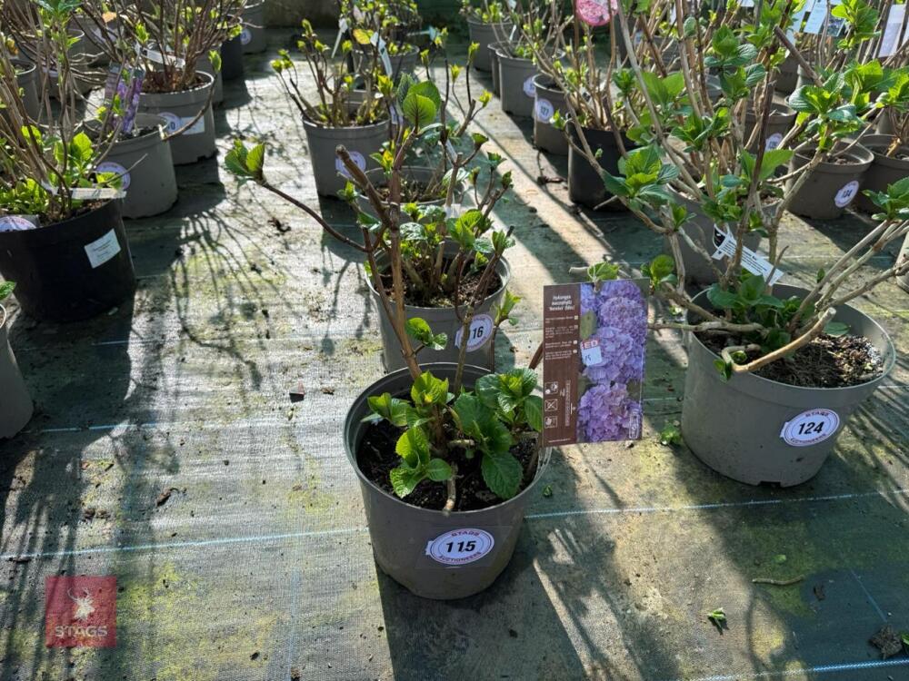 1 HYDRANGEA 'BENELUX'