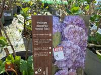 1 HYDRANGEA 'BENELUX' - 3