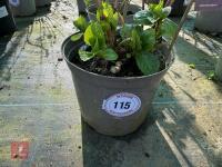 1 HYDRANGEA 'BENELUX' - 4