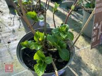 1 HYDRANGEA 'BENELUX' - 5