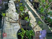 1 HYDRANGEA 'BENELUX' - 7