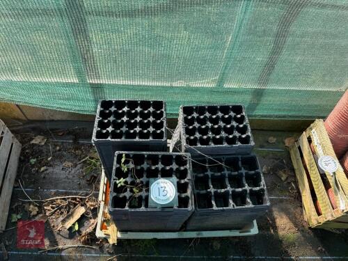 QTY OF SEEDLING TRAYS