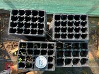 QTY OF SEEDLING TRAYS - 2