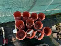 QTY OF 1L ROUND PLANT POTS
