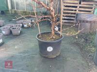 1 HYDRANGEA PETIOLARIS - 2