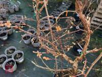 1 HYDRANGEA PETIOLARIS - 7