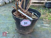 1 HYDRANGEA ASPERA ' TAIWANS PINK' - 2