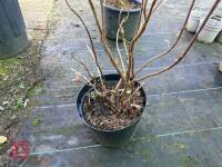 1 HYDRANGEA ASPERA ' TAIWANS PINK' - 7