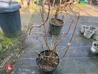 1 HYDRANGEA ASPERA ' TAIWANS PINK' - 8