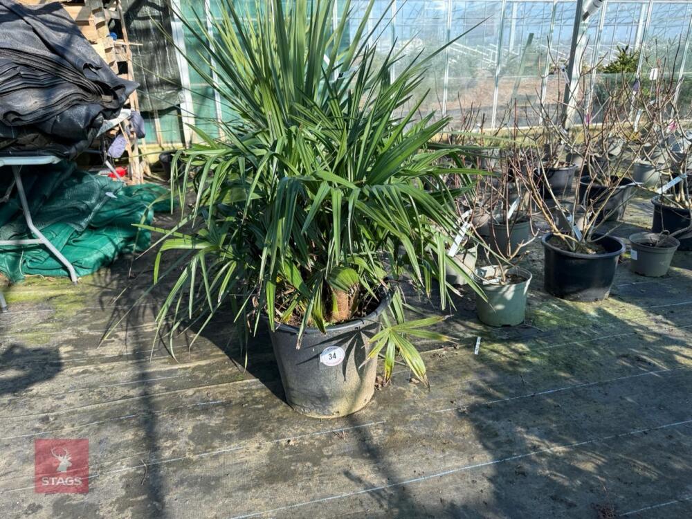 1 TRACHYCARPUS FORTUNEI