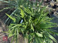 1 TRACHYCARPUS FORTUNEI - 2