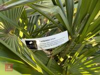 1 TRACHYCARPUS FORTUNEI - 3