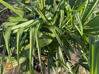 1 TRACHYCARPUS FORTUNEI - 4