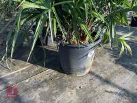1 TRACHYCARPUS FORTUNEI - 5