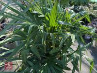 1 TRACHYCARPUS FORTUNEI - 6