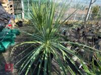 1 CORDYLINE AUSTRALIS