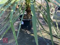 1 CORDYLINE AUSTRALIS - 2