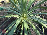 1 CORDYLINE AUSTRALIS - 3