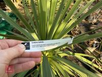 1 CORDYLINE AUSTRALIS - 4