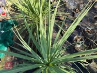 1 CORDYLINE AUSTRALIS - 5