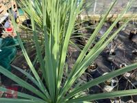 1 CORDYLINE AUSTRALIS - 6