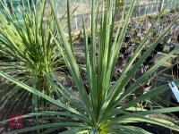 1 CORDYLINE AUSTRALIS - 7