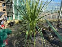 1 CORDYLINE AUSTRALIS