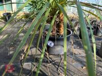 1 CORDYLINE AUSTRALIS - 2