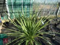 1 CORDYLINE AUSTRALIS - 3