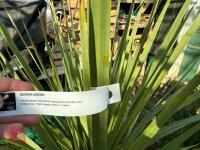 1 CORDYLINE AUSTRALIS - 4