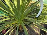 1 CORDYLINE AUSTRALIS - 5
