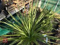 1 CORDYLINE AUSTRALIS - 6