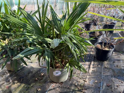 1 TRACHYCARPUS FORTUNEI