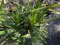 1 TRACHYCARPUS FORTUNEI - 2