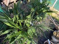 1 TRACHYCARPUS FORTUNEI - 3