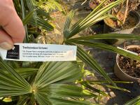 1 TRACHYCARPUS FORTUNEI - 4