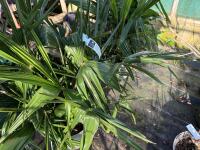 1 TRACHYCARPUS FORTUNEI - 5
