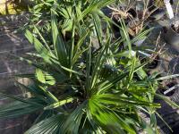 1 TRACHYCARPUS FORTUNEI - 6