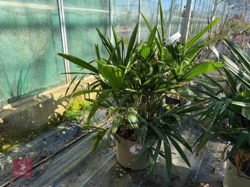 1 TRACHYCARPUS FORTUNEI