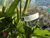1 TRACHYCARPUS FORTUNEI - 2