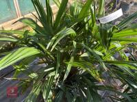 1 TRACHYCARPUS FORTUNEI - 4