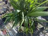1 TRACHYCARPUS FORTUNEI - 6
