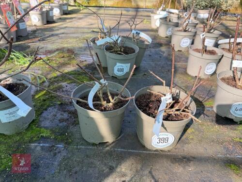 2 X HYDRANGEA 'ROMANTIC ACE'