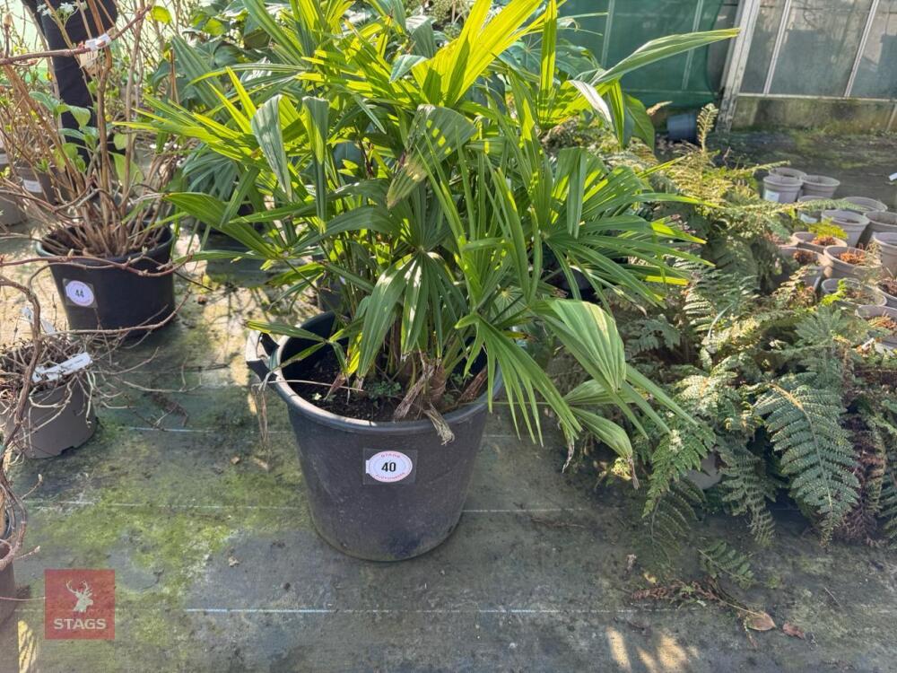 1 TRACHYCARPUS FORTUNEI