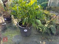 1 TRACHYCARPUS FORTUNEI