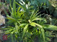 1 TRACHYCARPUS FORTUNEI - 2