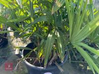 1 TRACHYCARPUS FORTUNEI - 3