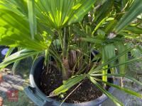 1 TRACHYCARPUS FORTUNEI - 4
