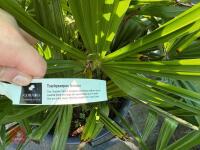 1 TRACHYCARPUS FORTUNEI - 5